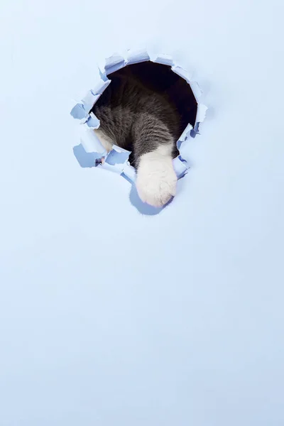 Серый Красивый Милый Кот Выглядывает Дыры Голубой Бумаге Концепция Холостой — стоковое фото