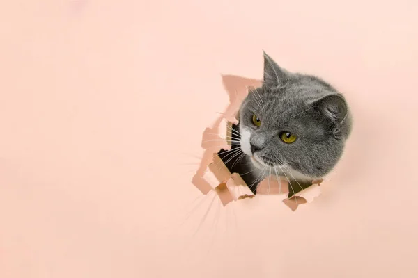 Szürke Gyönyörű Aranyos Macska Kukucskál Lyukból Sárga Papírban Fogalom Üres — Stock Fotó