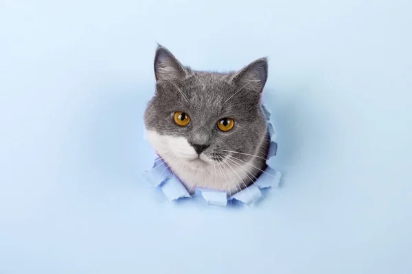 Γκρι Όμορφη Χαριτωμένη Γάτα Κρυφοκοιτάζει Έξω Από Την Τρύπα Μπλε — Φωτογραφία Αρχείου