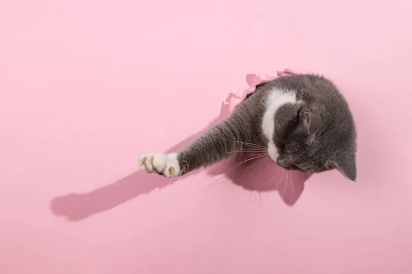 Серый Красивый Милый Кот Выглядывает Дыры Розовой Бумаге Концепция Холостой — стоковое фото