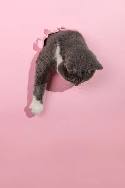 Graue Hübsche Katze Guckt Aus Loch Rosa Papier Konzeptblanko Für — Stockfoto