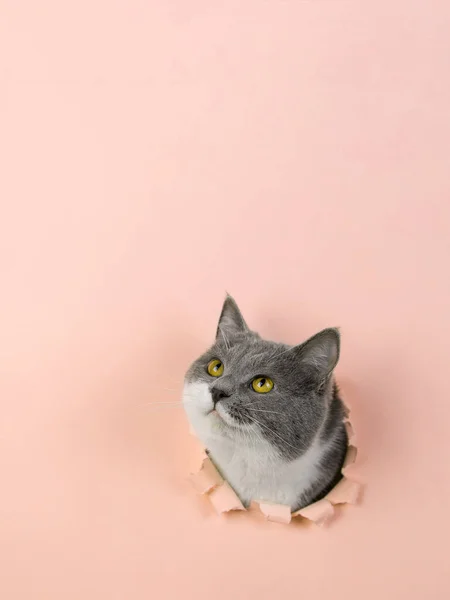 Grijs Mooie Schattige Kat Gluurt Uit Gat Geel Papier Concept — Stockfoto