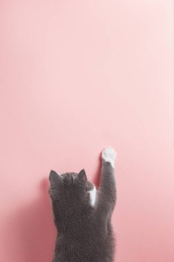 Pembe arka planda gri bir kedi, görünüşü ve patisi var. Boşluğu, pankartı, üst görünümü kopyala.