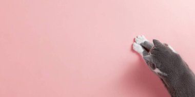 Pembe arka planda gri bir kedi, görünüşü ve patisi var. Boşluğu, pankartı, üst görünümü kopyala.