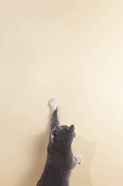 Sarı arka planda gri kedi, bakıyor ve patisini uzatıyor. Boşluğu, pankartı, üst görünümü kopyala.