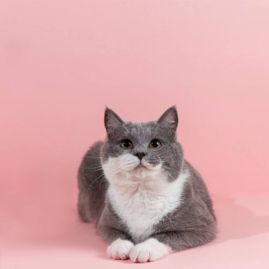 Pembe arka planda gri, güzel bir kedi. Uzayı kopyala, afiş.