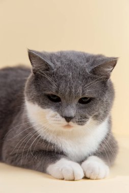 Sarı arka planda gri, güzel bir kedi. Uzayı kopyala, afiş.