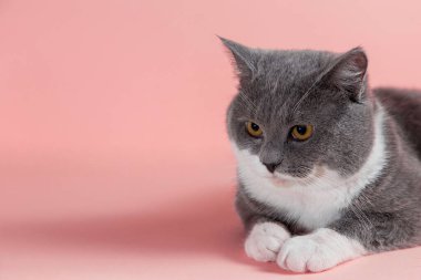 Pembe arka planda gri, güzel bir kedi. Uzayı kopyala, afiş.