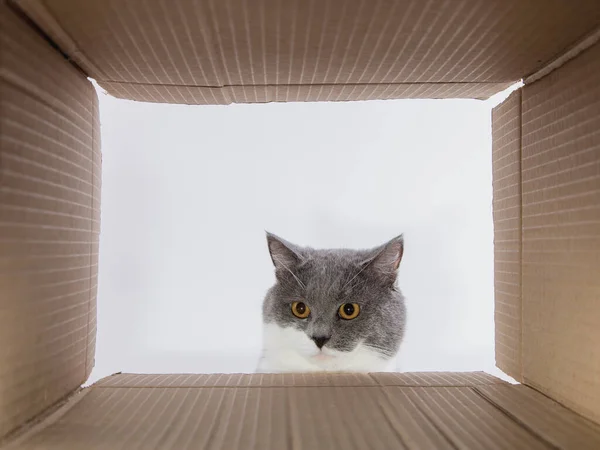 Šedá Krásná Kočka Nakoukne Lepenkové Karobky Zvědavý Mazlíček Kontroluje Zajímavá — Stock fotografie