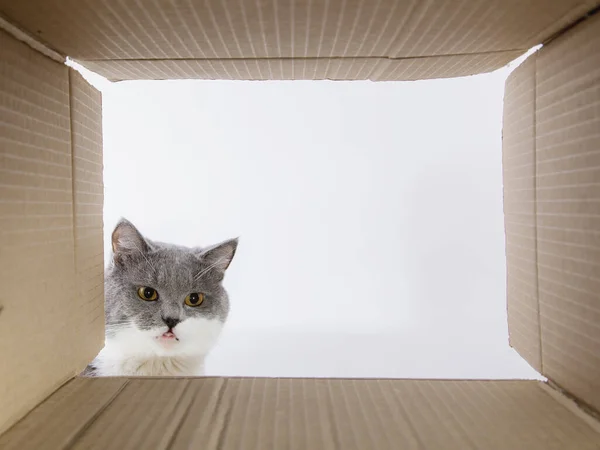 Šedá Krásná Kočka Nakoukne Lepenkové Karobky Zvědavý Mazlíček Kontroluje Zajímavá — Stock fotografie