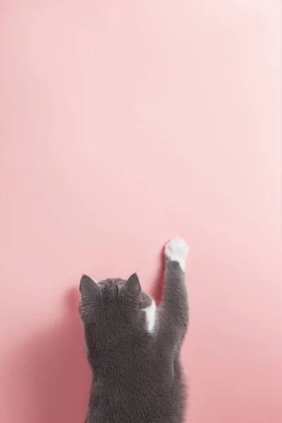 Graue Katze Auf Rosa Hintergrund Sieht Aus Und Streckt Pfote — Stockfoto