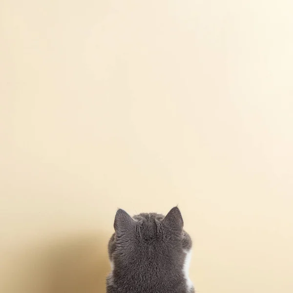 Graue Katze Auf Gelbem Hintergrund Schaut Und Streckt Pfote Kopierraum — Stockfoto