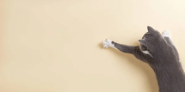 Sarı arka planda gri kedi, bakıyor ve patisini uzatıyor. Boşluğu, pankartı, üst görünümü kopyala.