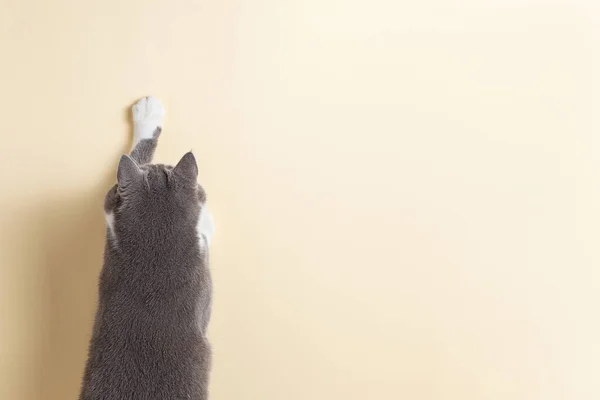 Chat Gris Sur Fond Jaune Regarde Étire Patte Espace Copie — Photo