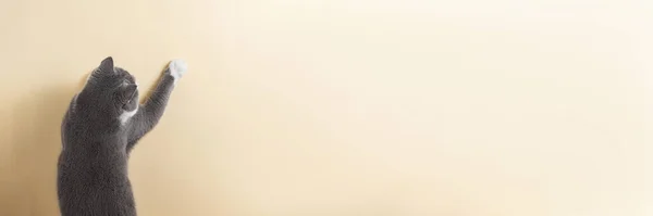 Серый Кот Желтом Фоне Смотрит Растягивает Лапу Копирование Пространства Баннер — стоковое фото