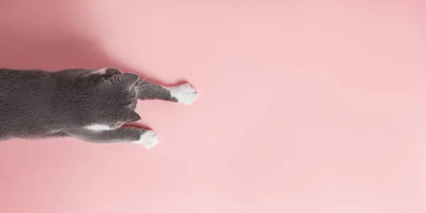 Γκρι Γάτα Ροζ Φόντο Φαίνεται Και Τεντώνεται Πόδι Αντιγραφή Χώρου — Φωτογραφία Αρχείου