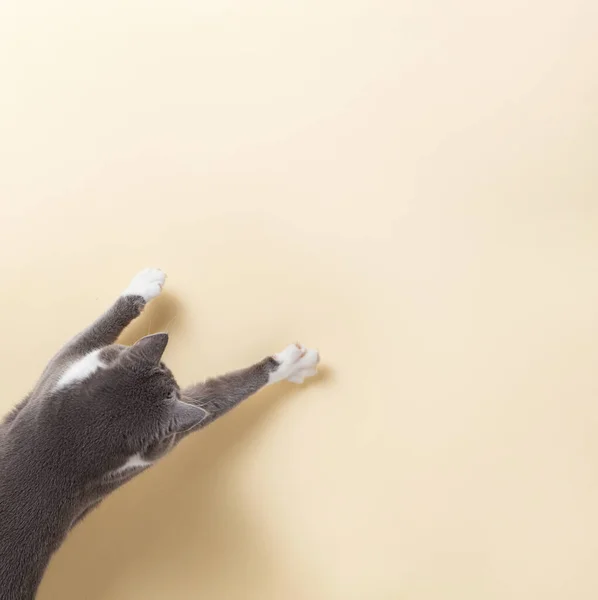 Grey Cat Yellow Background Looks Stretches Paw Copy Space Banner — Stock Photo, Image