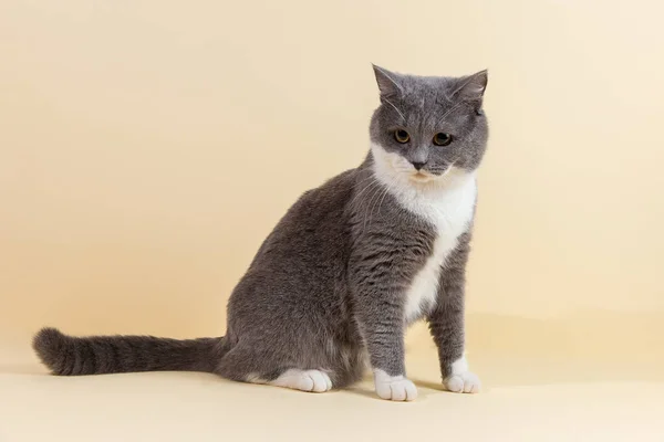 Graue Schöne Katze Auf Gelbem Hintergrund Kopierraum Banner — Stockfoto