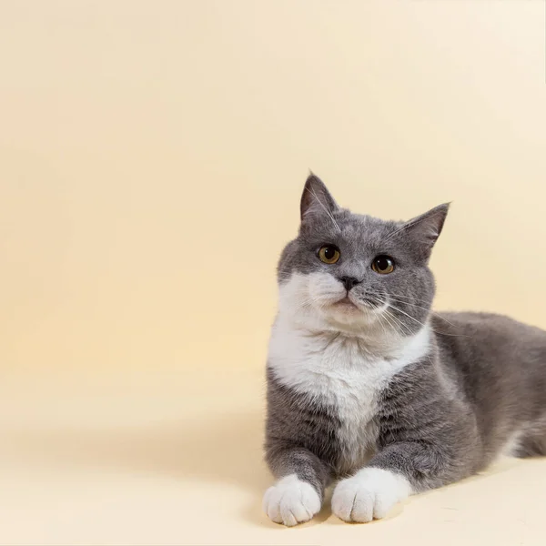 Grey Beautiful Cat Yellow Background Copy Space Banner — Stock Photo, Image