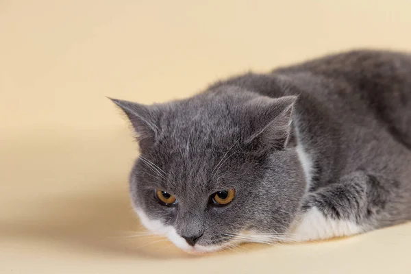 Grey Beautiful Cat Yellow Background Copy Space Banner — Stock Photo, Image