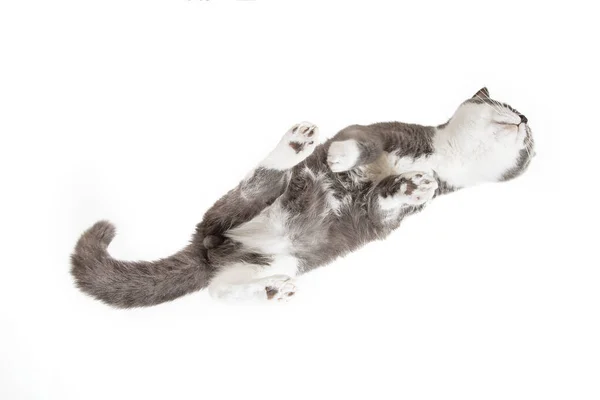 Grey Happy Cat White Background View Unusual Angle Shooting Pet — Stock Photo, Image