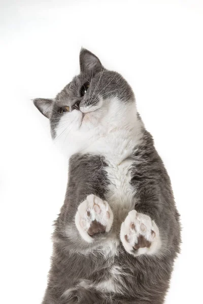 Gato Feliz Gris Sobre Fondo Blanco Vista Desde Abajo Ángulo —  Fotos de Stock