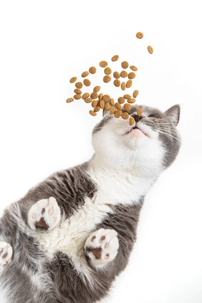 Grey Happy Cat Eats Food White Background View Unusual Angle — Stock Photo, Image