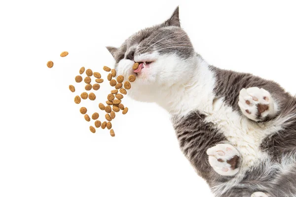 Gri, mutlu kedi beyaz arka planda yemek yiyor, aşağıdan manzara. Alışılmadık bir açı, bir evcil hayvan için yükseliyor..