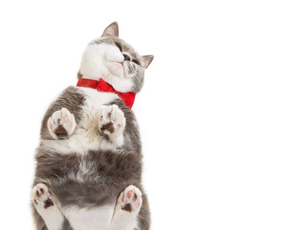 Γκρι Γάτα Κόκκινο Παπιγιόν Τρώει Φαγητό Λευκό Φόντο Θέα Από — Φωτογραφία Αρχείου