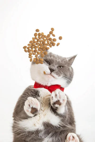 Grijze Kat Een Rode Vlinderdas Eet Eten Een Witte Achtergrond — Stockfoto