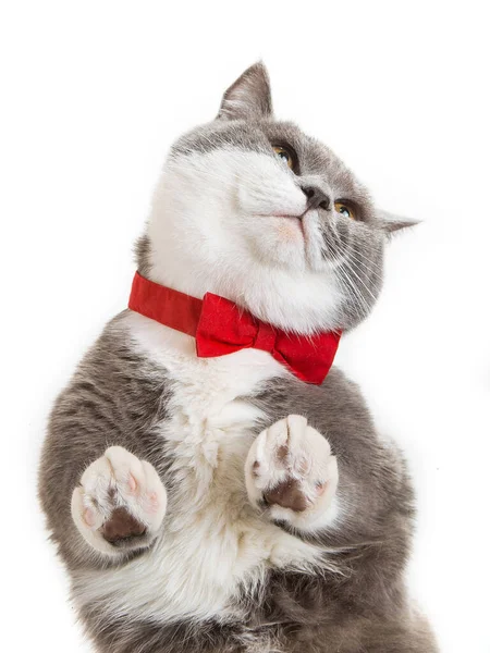 Grey Happy Cat Red Bow Tie White Background View — Stock Photo, Image