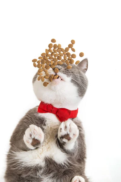 Grey cat in a red bow tie, eats food, on a white background, view from below, proper pet nutrition.