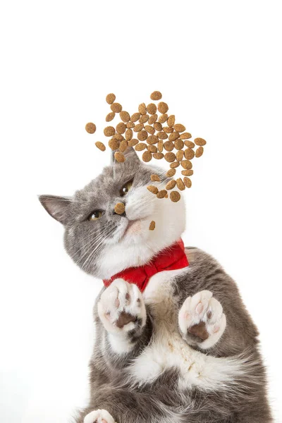 Gato Gris Con Pajarita Roja Come Comida Sobre Fondo Blanco —  Fotos de Stock