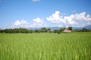 Green Terraced Rice Field in Chiang Mai, Thailand