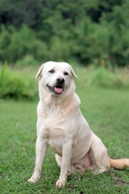 Golden Retriever çimenlerin üzerinde oynamak için bekliyor.