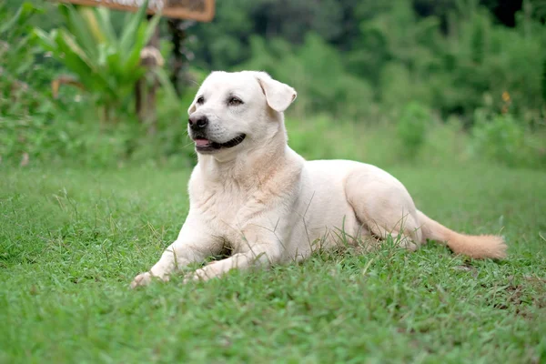 Golden Retriever Çimenlerin Üzerinde Oynamak Için Bekliyor — Stok fotoğraf