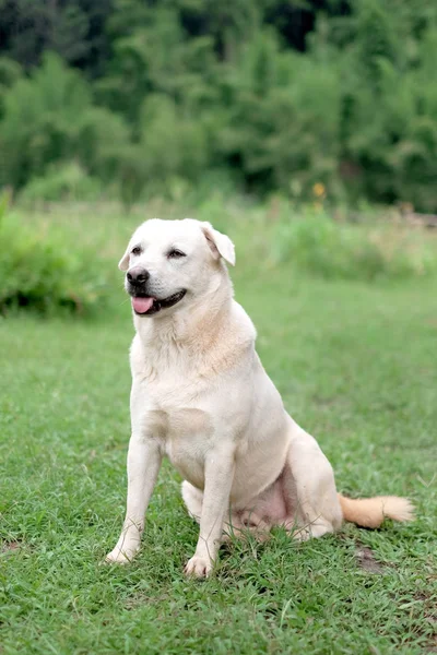 Golden Retriever Attendant Jouer Sur Herbe Photo De Stock