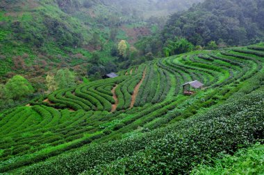 Çay tarlaları sonra yağmur Chiang Mai, Tayland.