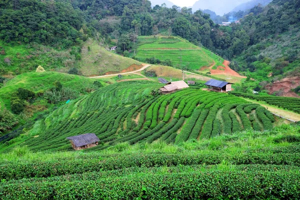 Plantações Chá Após Chuva Chiang Mai Tailândia — Fotografia de Stock