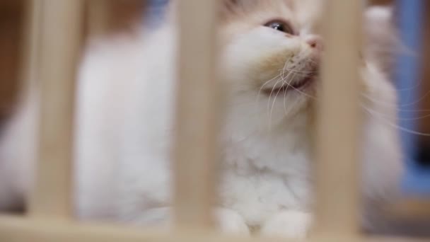 Gato jovem bonito em gaiola de madeira — Vídeo de Stock