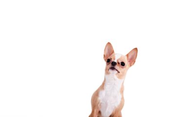 Sevimli Chihuahua beyaz arka plan üzerinde izole arıyor