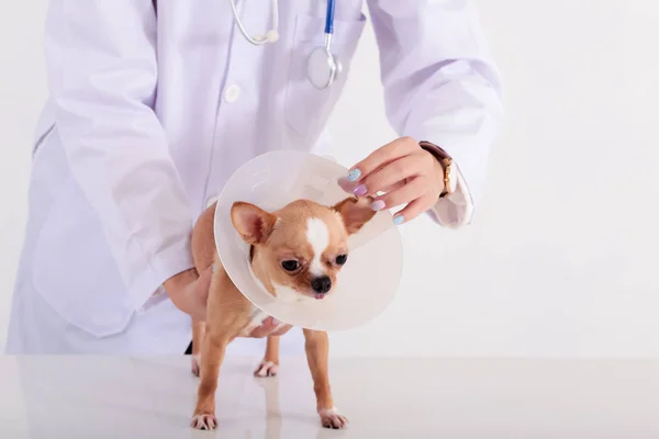 Weterynarz bada małego psa w klinice — Zdjęcie stockowe