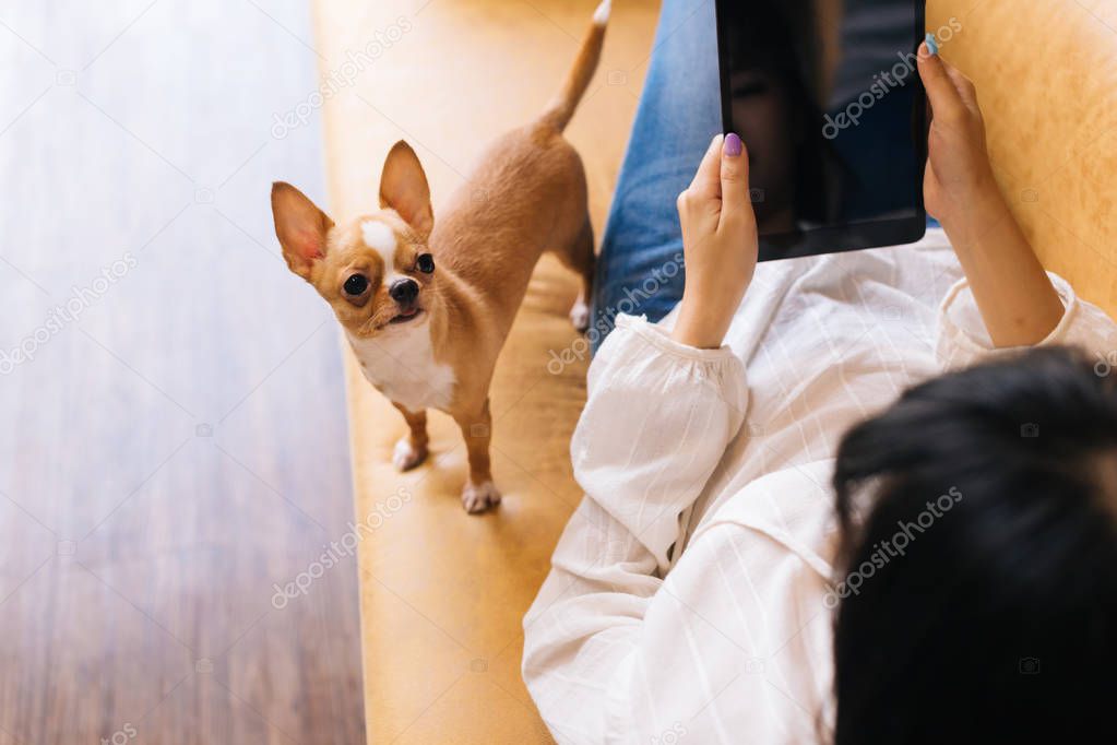 Young Asian woman comfortably lying down on sofa with Chihuahua dog puppy on her body at home