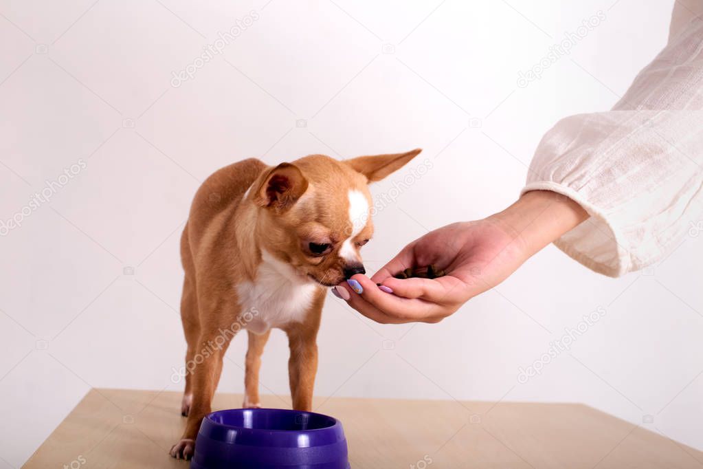 Person treating chihuahua with dog food