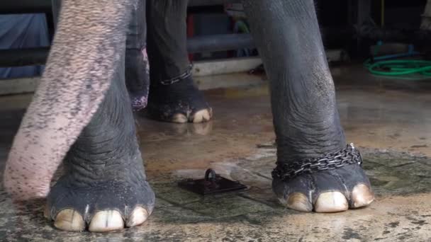 Sluit het schot van olifantenpoten in de ketting. Dierlijke wreedheid in gevangenschap. Aziatisch olifantenmisbruik voor toerisme — Stockvideo