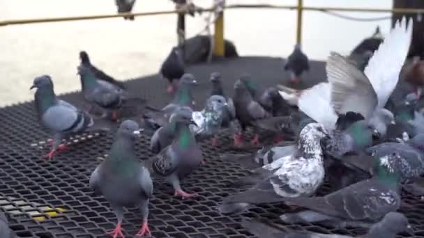 城中的一群岩鸽一边吃一边喂着面包 — 图库视频影像