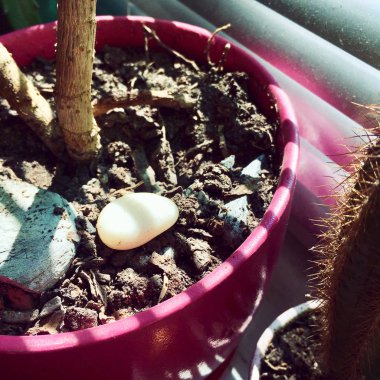 Pembe çiçekçi beyaz taşlar metal pencere jaluzi ile güneş ışığına göre yaktı 