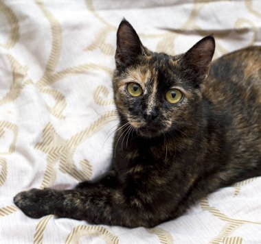 yatakta, evde güzel cats Tema alacalı kahverengi kedi portresi