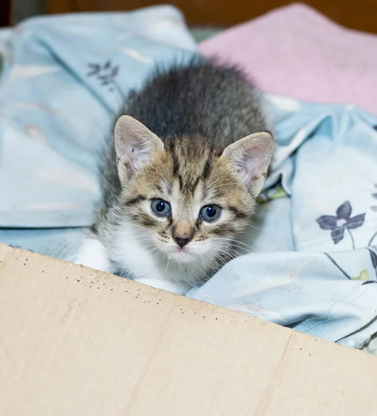 beautiful homeless kitten in a box, the theme is beautiful kittens on the street