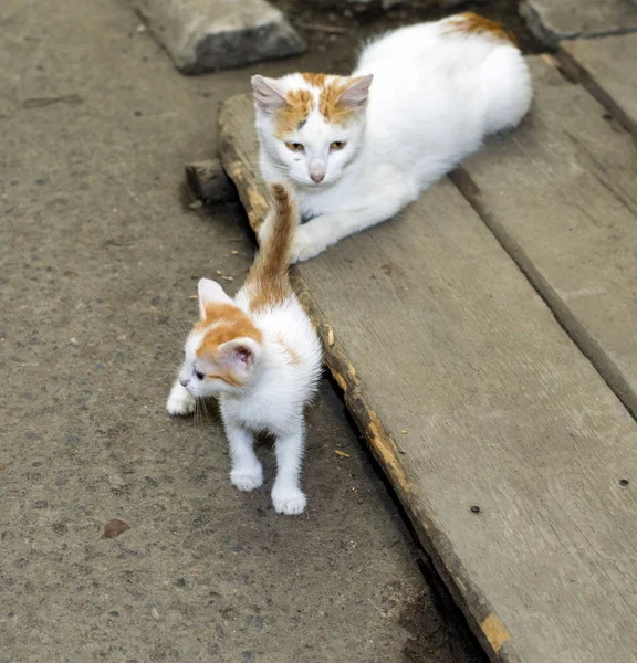 Rödhåriga Hemlös Katt Med Kattunge Temat För Vackra Katter Gatan — Stockfoto